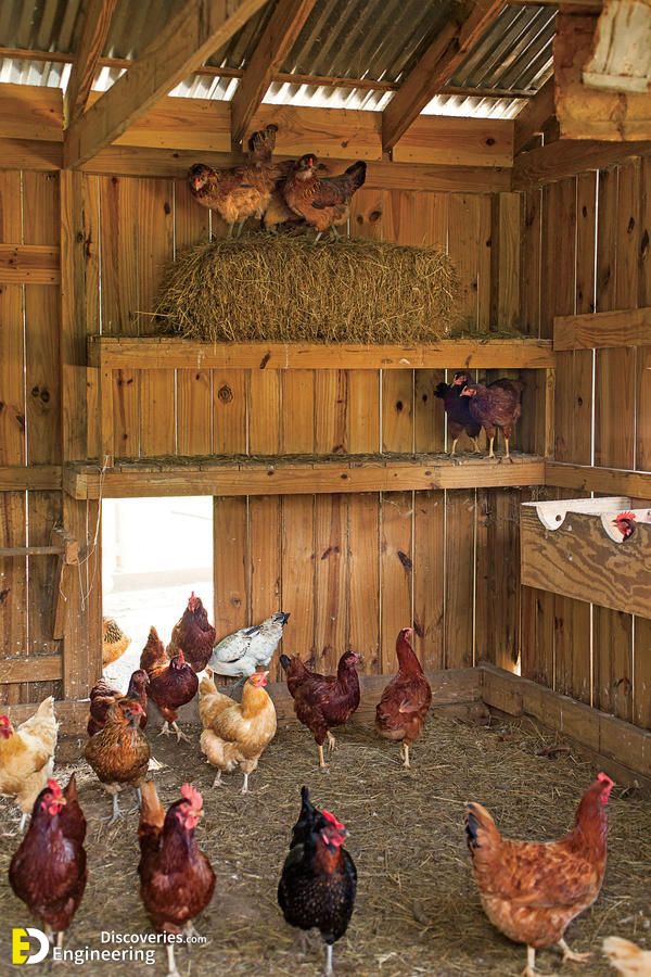 50 Beautiful DIY Chicken Coop Ideas You Can Actually Build ... - 4D1787D48f2a87fa6b21970bfeD5f305