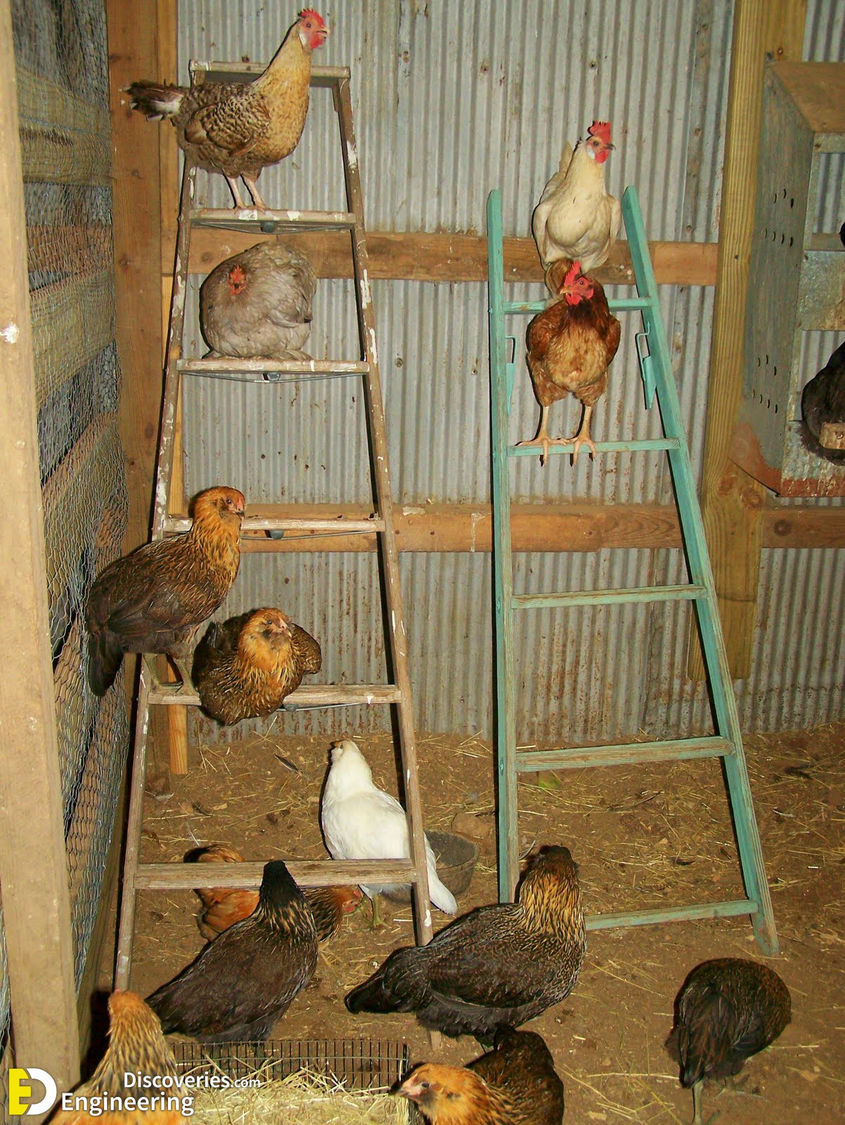 Ideen für selbstgemachte Hühnerställe