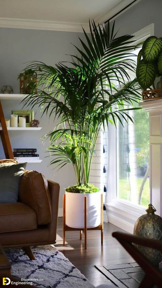 30 Indoor Green Plants For Your Home To Look Fresher And Cooler ...