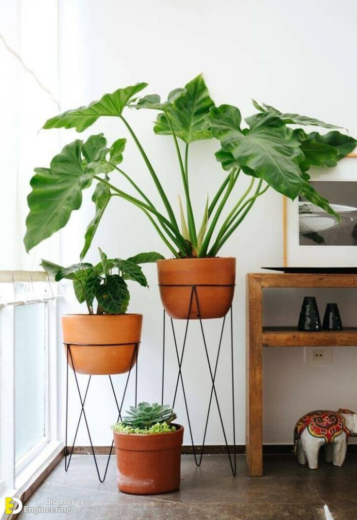 30 Indoor Green Plants For Your Home To Look Fresher And Cooler