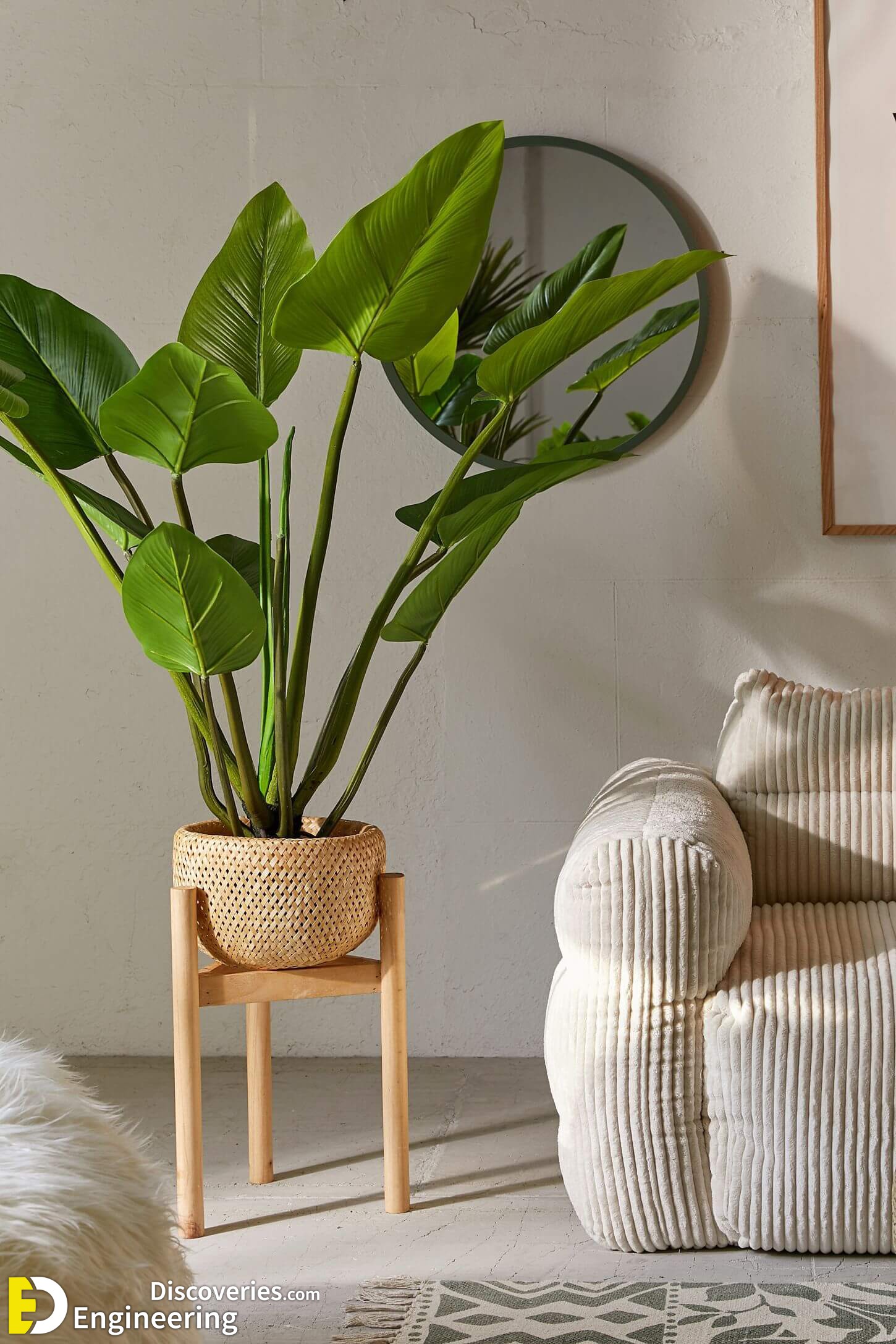 30-indoor-green-plants-for-your-home-to-look-fresher-and-cooler